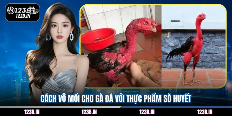 Cách vô mồi cho gà đá với thực phẩm sò huyết