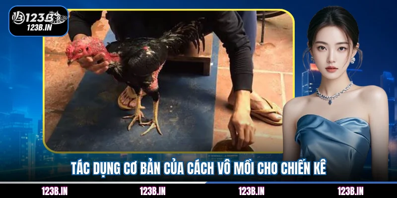 Tác dụng cơ bản của cách vô mồi cho chiến kê
